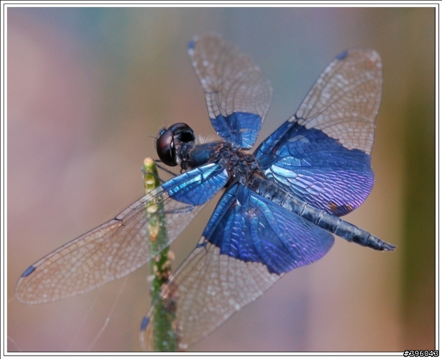 [開箱分享] Tamron SP AF 180mm F3.5 Di LD Macro 首發(圖多)