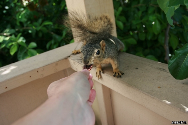 Squirrels _ close up look _Taken by 17-40mm