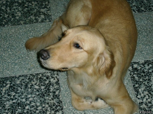 [尋找]協尋黃金獵犬~ 中和