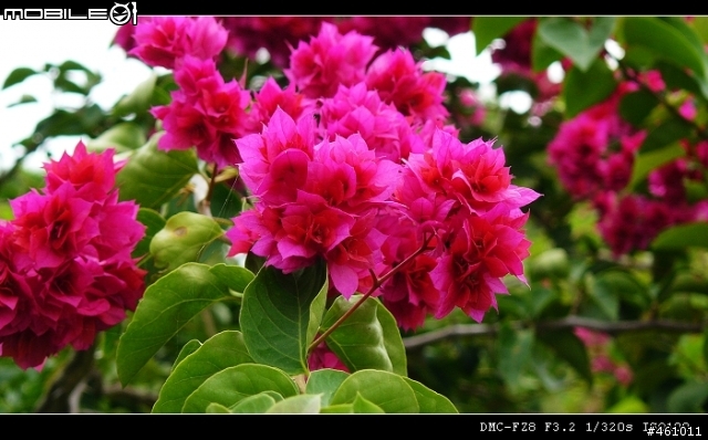 panasonic fz8試拍分享
