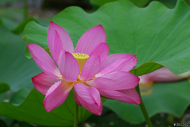 [D200]彷如人間仙境-三重疏洪荷花公園