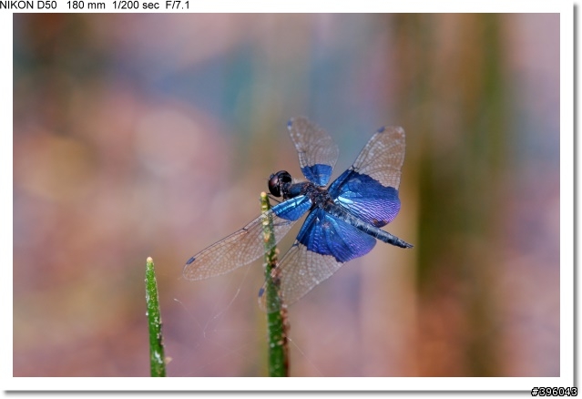 [開箱分享] Tamron SP AF 180mm F3.5 Di LD Macro 首發(圖多)