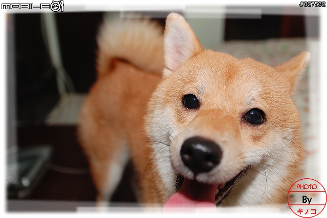 [D80長期分享][2007.08.13更新]新手分享購入及使用心得