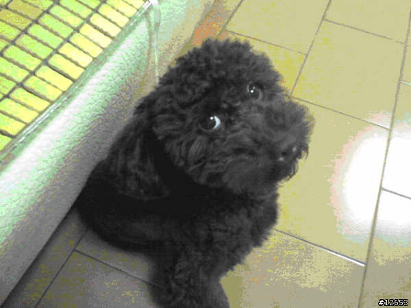 [HELP!! - 尋找愛犬] Kuri, 深巧克力色紅貴賓, 男, 1歲