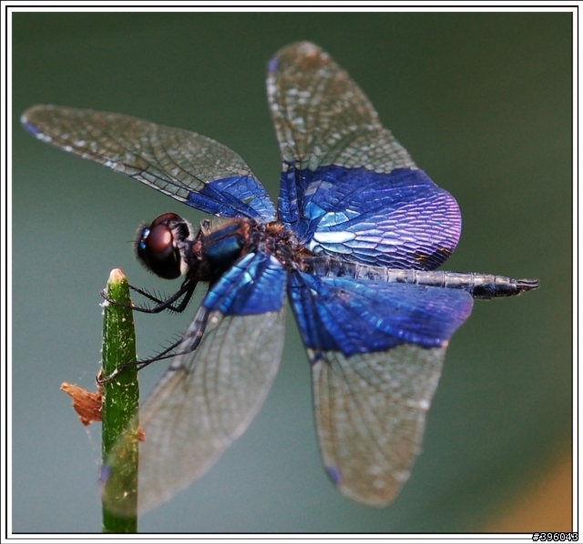 [開箱分享] Tamron SP AF 180mm F3.5 Di LD Macro 首發(圖多)