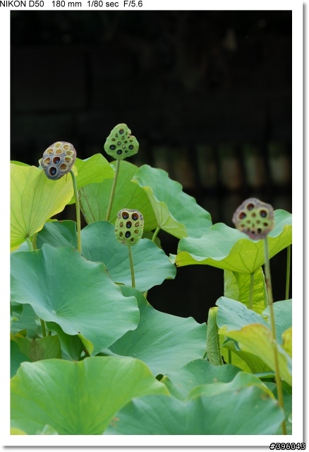 [開箱分享] Tamron SP AF 180mm F3.5 Di LD Macro 首發(圖多)