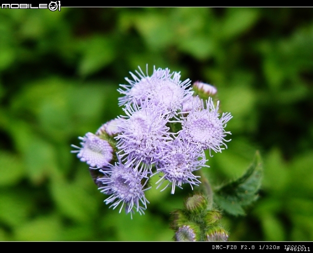 panasonic fz8試拍分享
