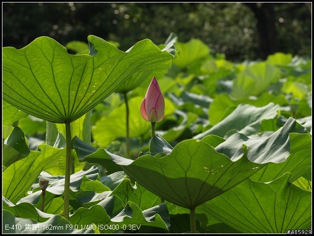 E-410+sigma 50-500 F4-6.3 的嘗試