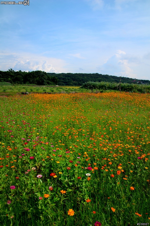 2007淡水花海節
