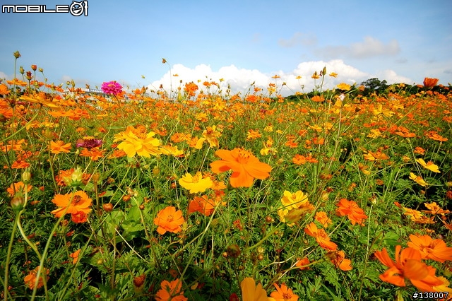 2007淡水花海節