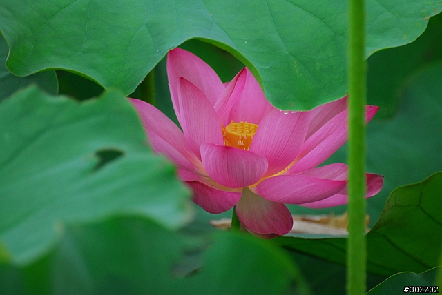 [D200]彷如人間仙境-三重疏洪荷花公園