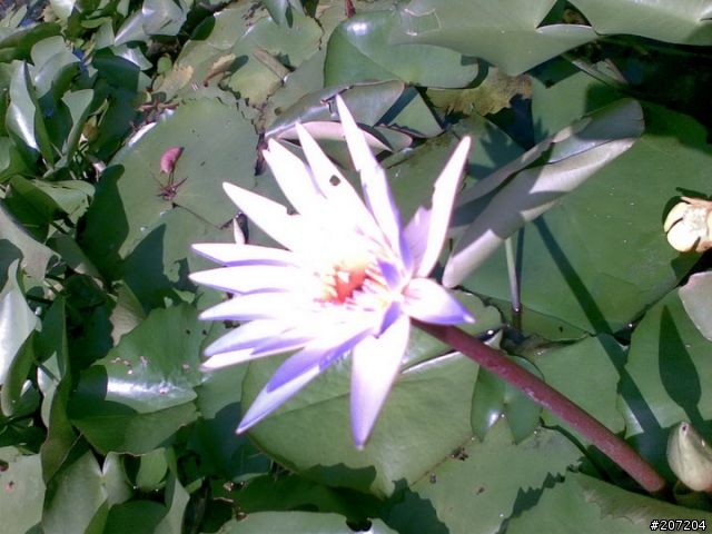[美麗的月神Nokia 8600 Luna] 敗家心得報告