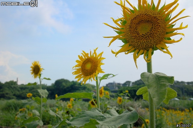 2007淡水花海節