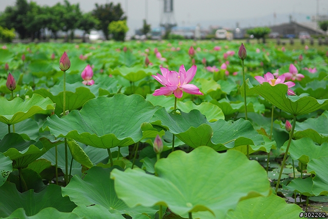 [D200]彷如人間仙境-三重疏洪荷花公園