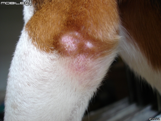 請問大家米格魯這樣是皮膚病嗎?