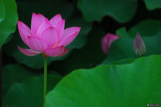 [D200]彷如人間仙境-三重疏洪荷花公園