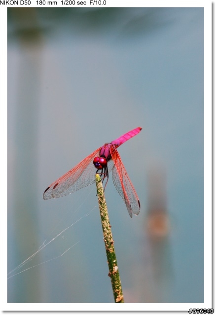 [開箱分享] Tamron SP AF 180mm F3.5 Di LD Macro 首發(圖多)