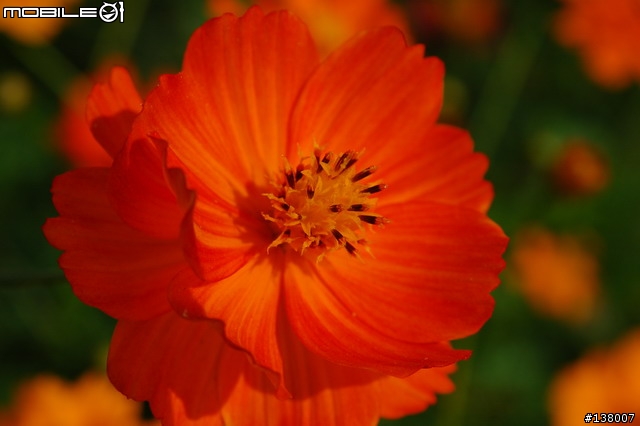 2007淡水花海節