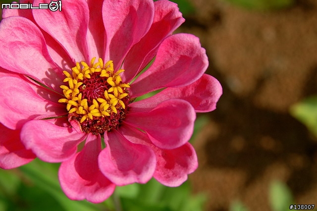 2007淡水花海節