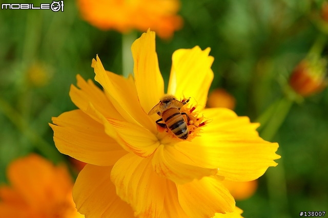 2007淡水花海節
