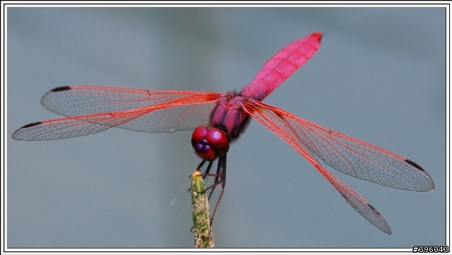 [開箱分享] Tamron SP AF 180mm F3.5 Di LD Macro 首發(圖多)