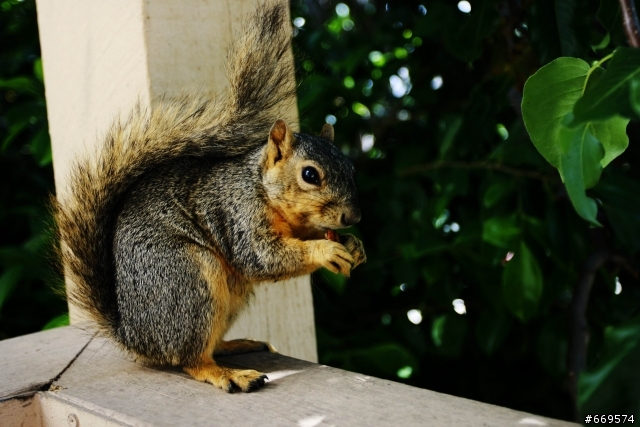 Squirrels _ close up look _Taken by 17-40mm