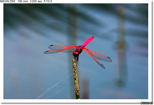 [開箱分享] Tamron SP AF 180mm F3.5 Di LD Macro 首發(圖多)