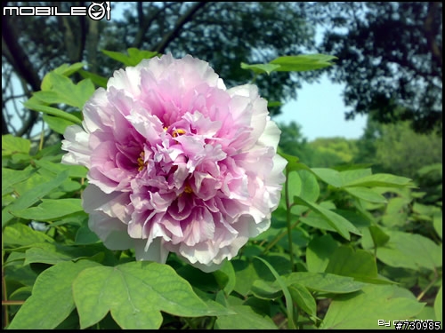 上海植物园游- N73微距拍摄样张！