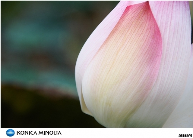 SIGMA 18-200MM入手三天試拍
