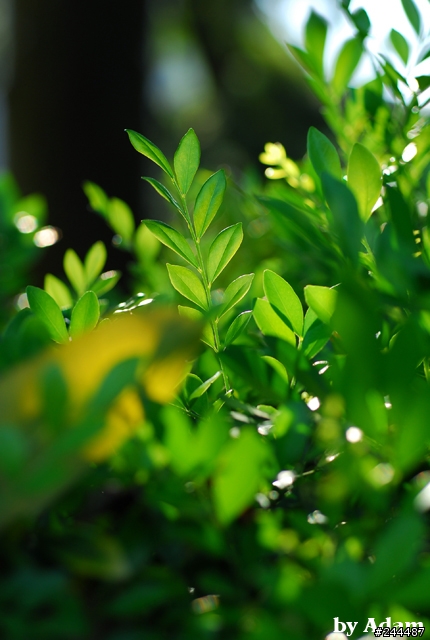 [開箱分享]Nikon Ai AF Micro Nikkor 60mm F2.8D