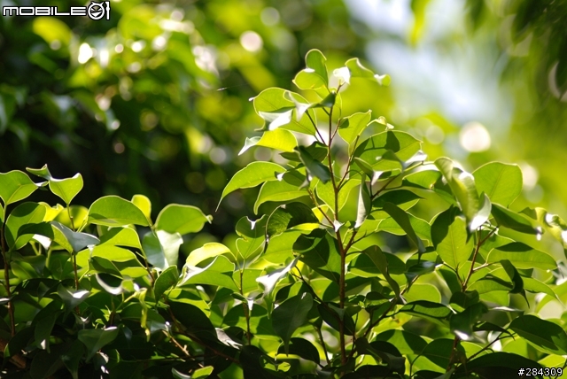 新手分享Nikon AF180 F2.8D，請各位多指教