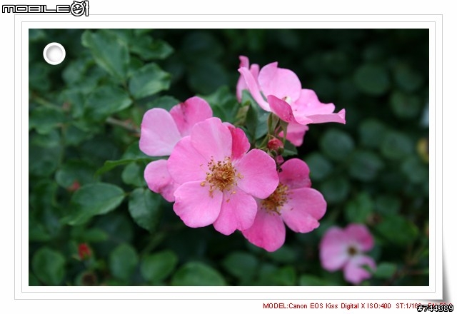 Canon Kiss Digital X (400D) 新手新拍