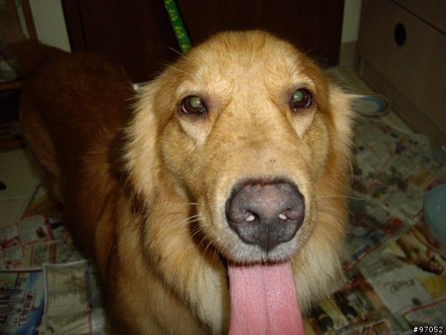 撿到黃金獵犬要怎麼辦