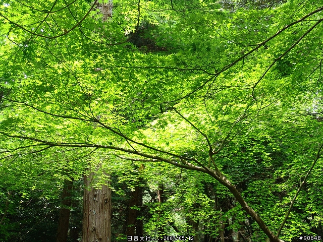 [京都]青綠之日吉大社