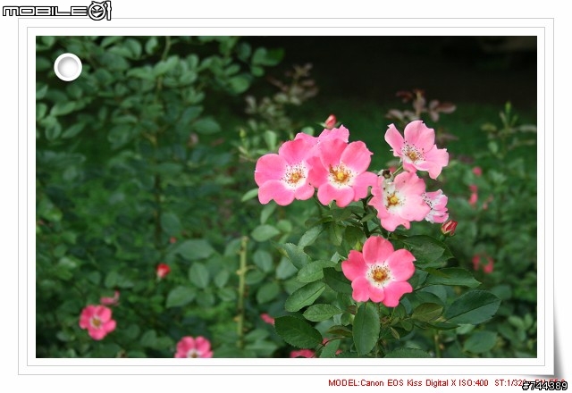 Canon Kiss Digital X (400D) 新手新拍