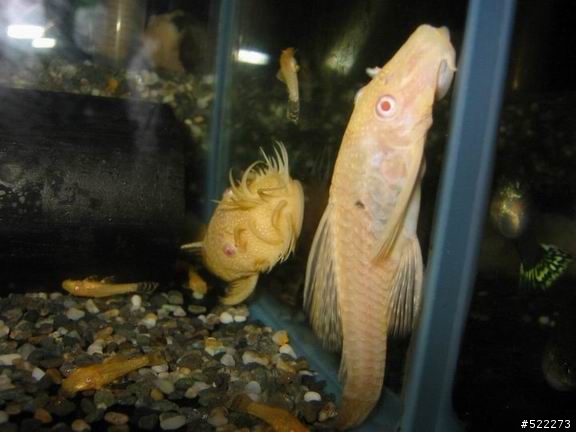 [水族] 鬍子異形飼養、繁殖分享