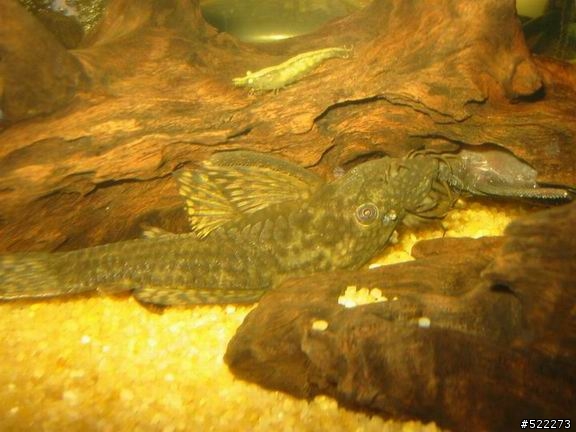 [水族] 鬍子異形飼養、繁殖分享