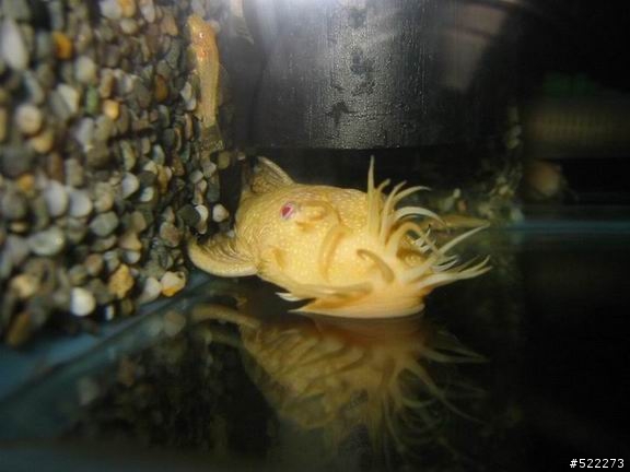 [水族] 鬍子異形飼養、繁殖分享