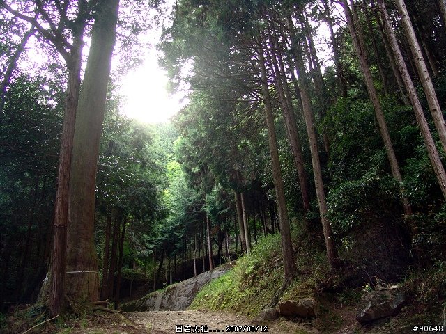 [京都]青綠之日吉大社