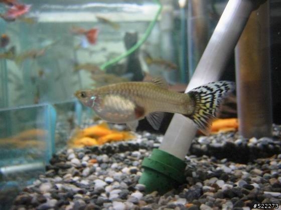 [水族] 孔雀魚養成不負責經驗分享！