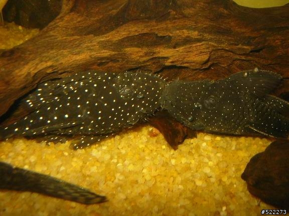 [水族] 鬍子異形飼養、繁殖分享