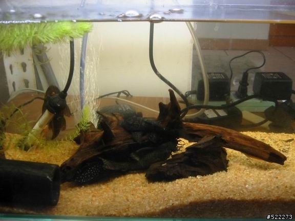 [水族] 鬍子異形飼養、繁殖分享