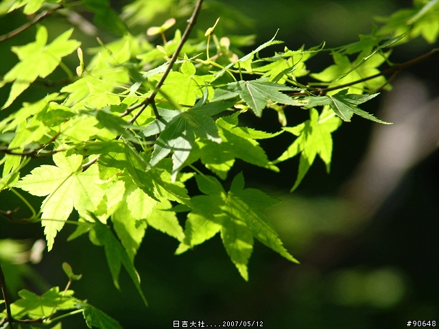 [京都]青綠之日吉大社
