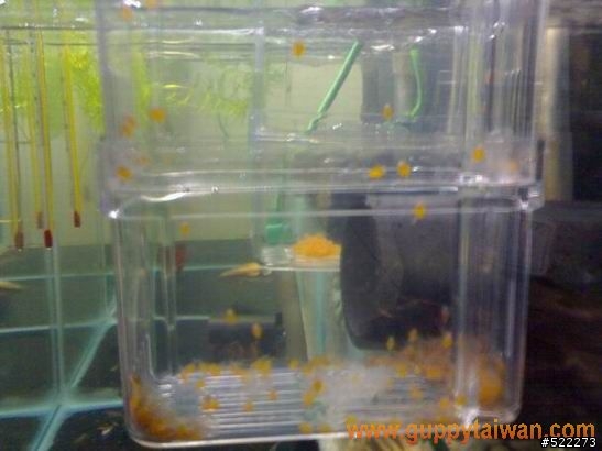 [水族] 鬍子異形飼養、繁殖分享