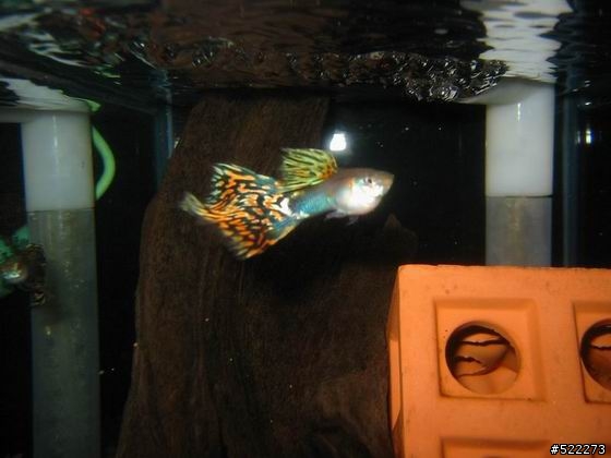 [水族] 孔雀魚養成不負責經驗分享！