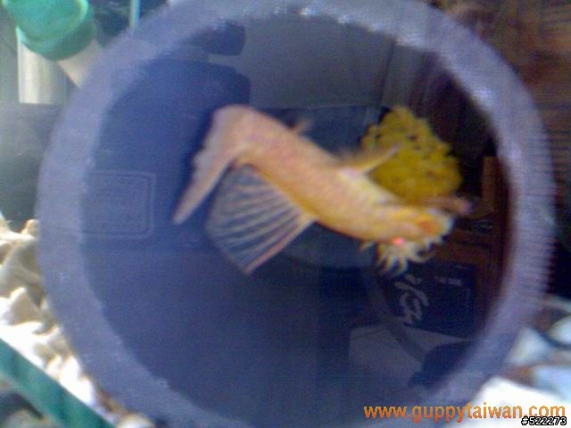 [水族] 鬍子異形飼養、繁殖分享