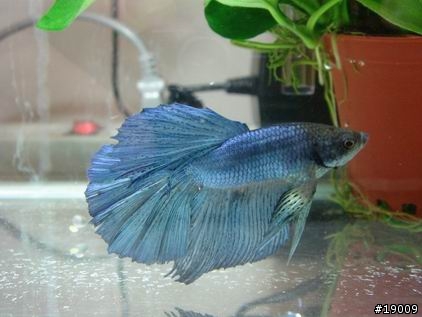 我的藍半月鬥魚