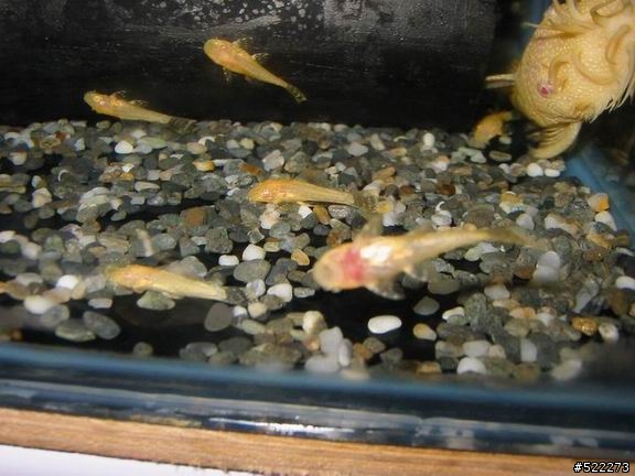 [水族] 鬍子異形飼養、繁殖分享