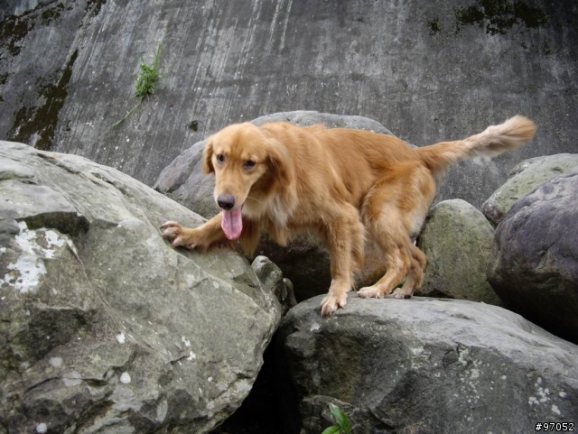撿到黃金獵犬要怎麼辦