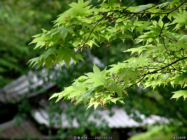 [京都]青綠之日吉大社